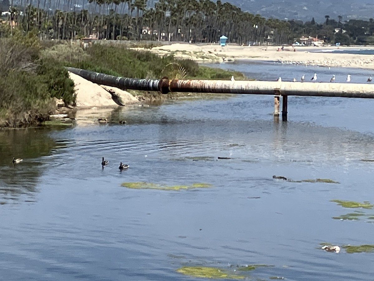 California Gull - ML635655746