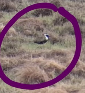 American Golden-Plover - ML635655790