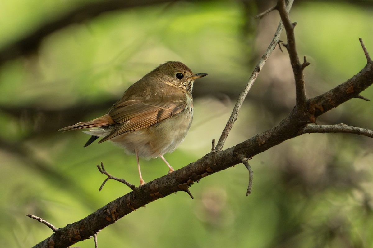 Hermit Thrush - ML635655791