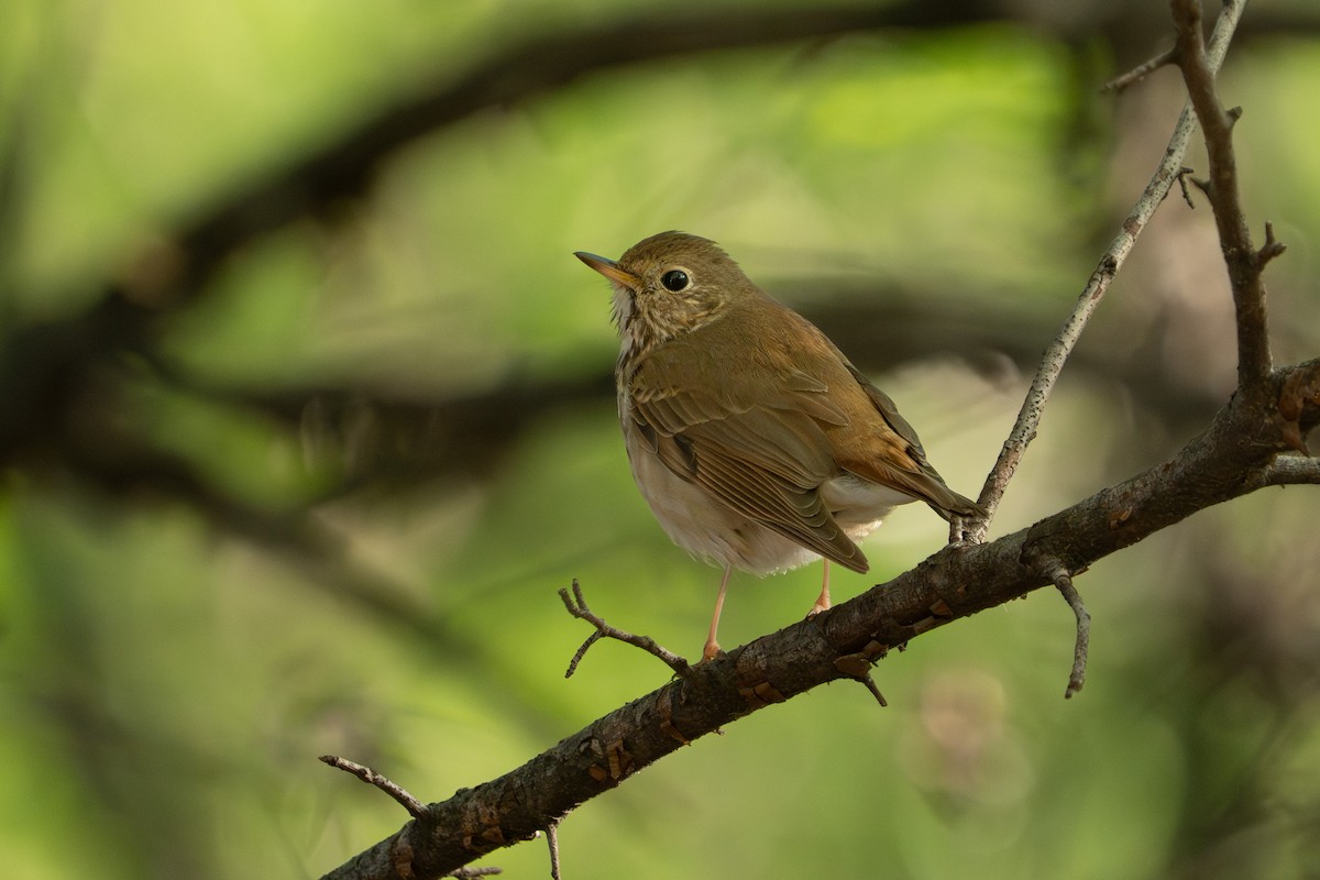 Hermit Thrush - ML635655792