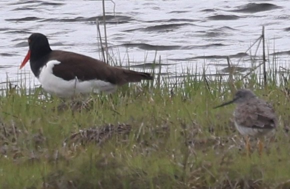Greater Yellowlegs - ML635655799