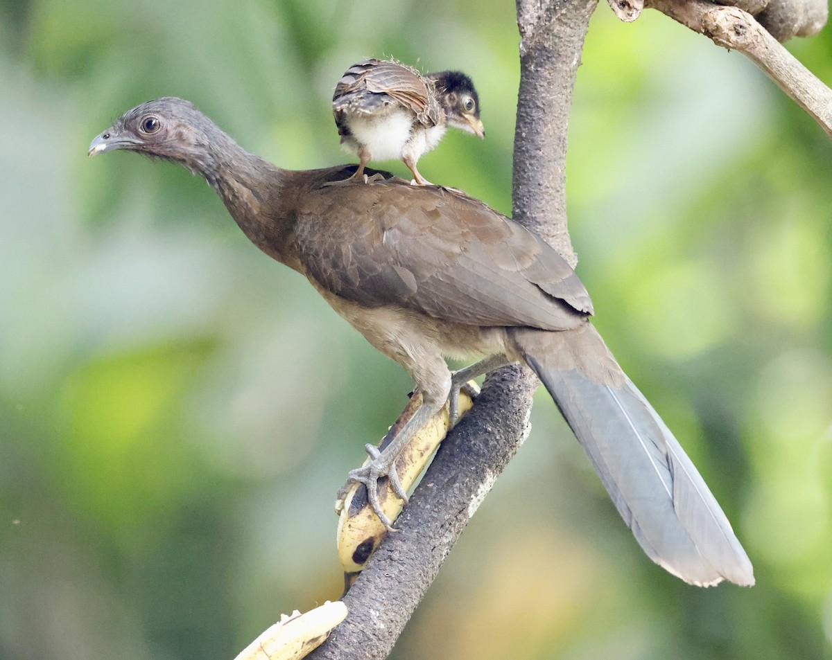Gray-headed Chachalaca - Angie Anderson