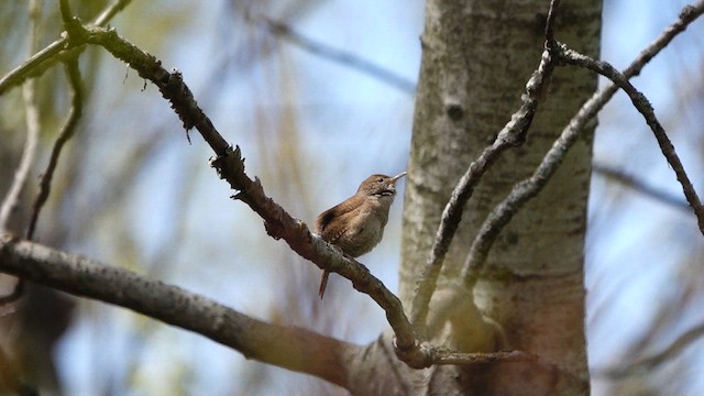 Troglodyte familier - ML635656056