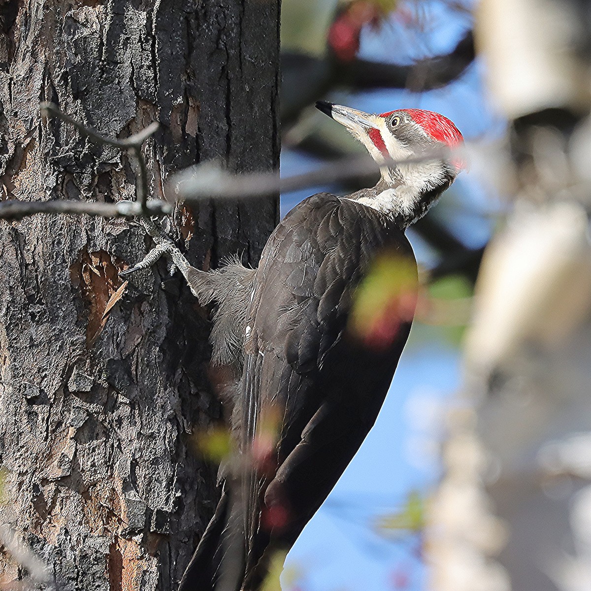 Pileated Woodpecker - ML635656059