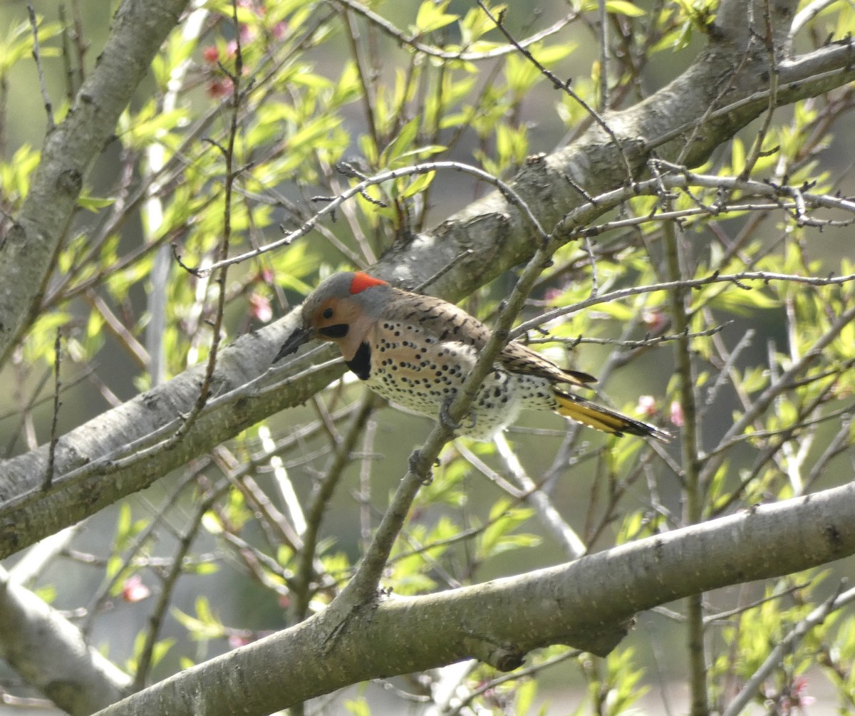 Northern Flicker - ML635656186