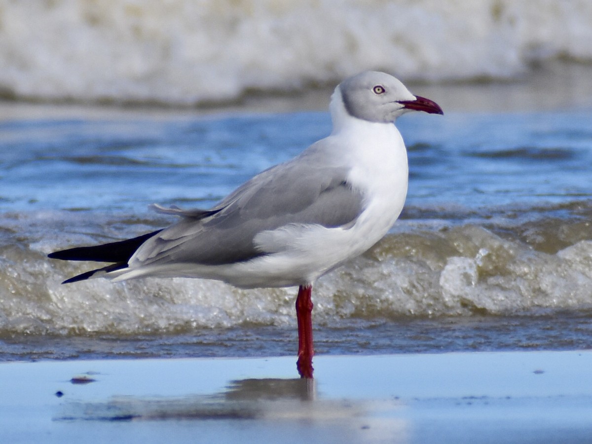 Gray-hooded Gull - ML635656205