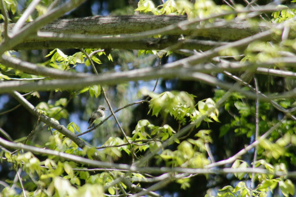sangvireo - ML635656232