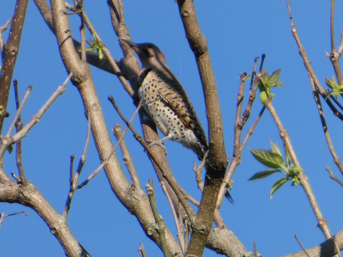 Northern Flicker - ML635656257