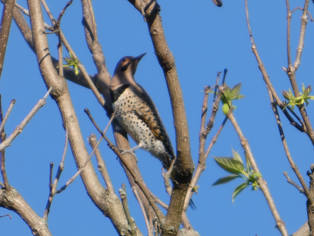 Northern Flicker - ML635656258