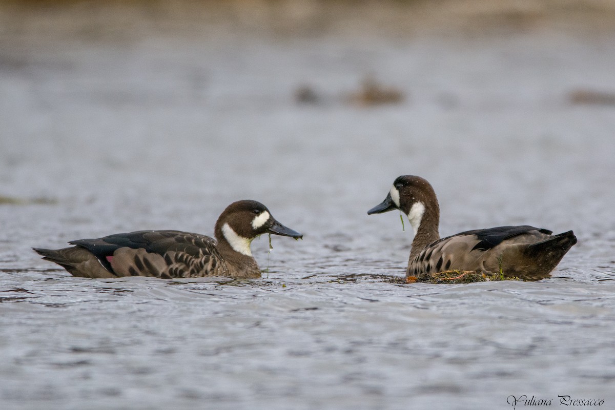 Spectacled Duck - ML635656302
