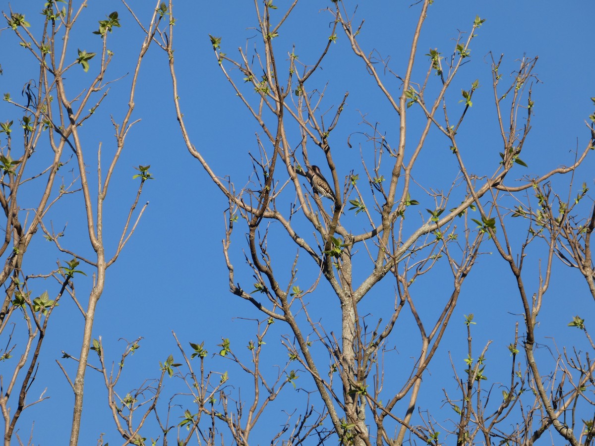 Northern Flicker - ML635656318