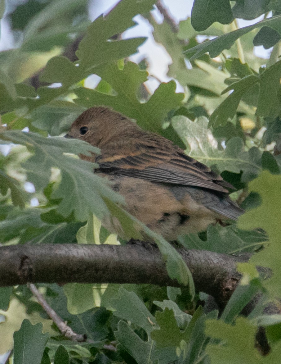 papežík lazurový - ML635656341