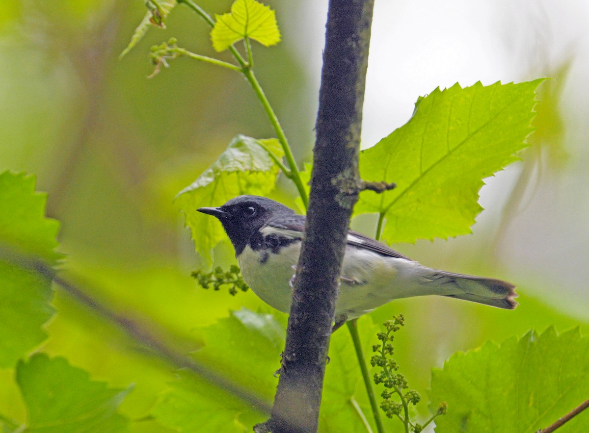 Paruline bleue - ML635656360