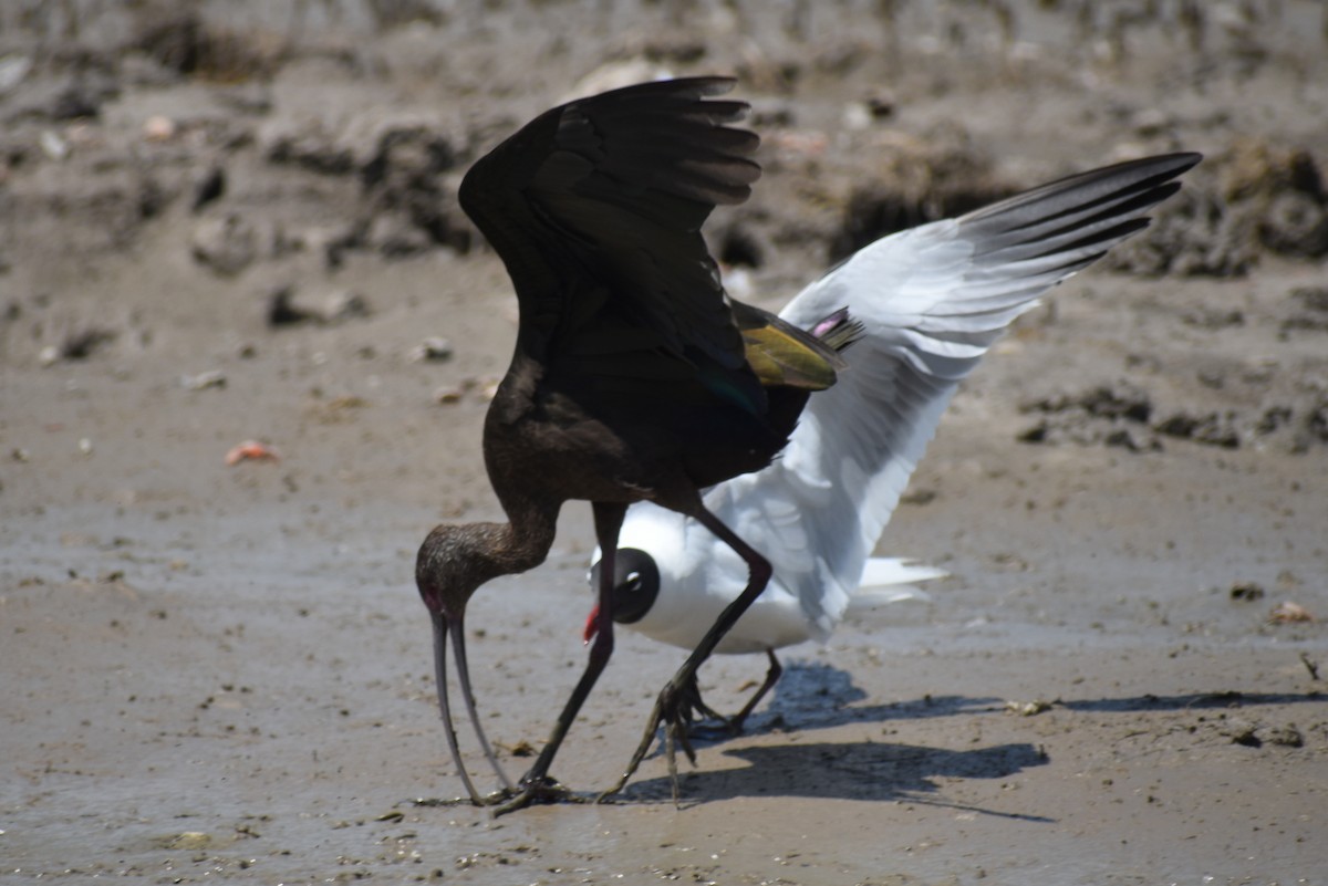 ibis americký - ML635656465