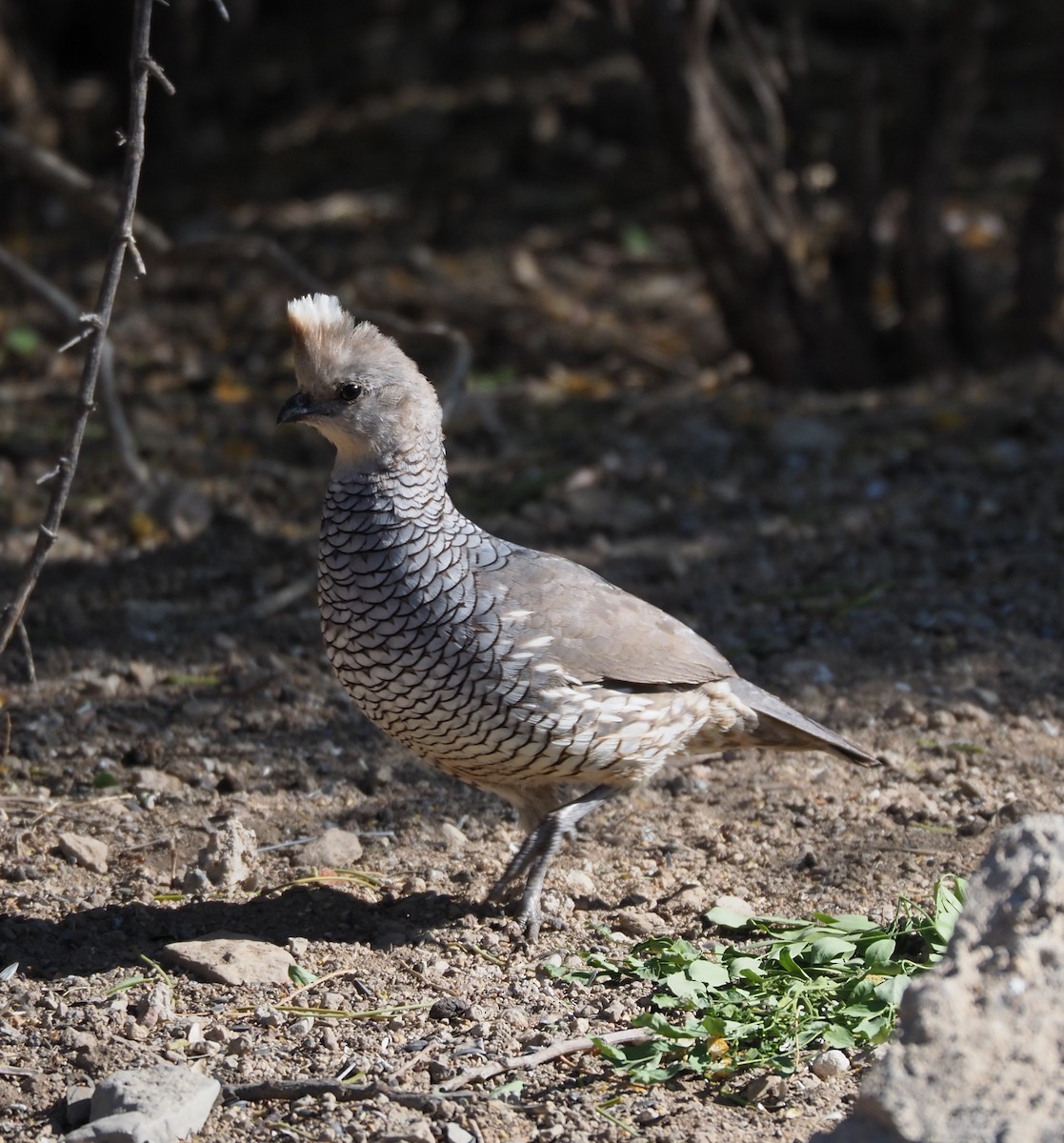 Schuppenwachtel - ML635656486