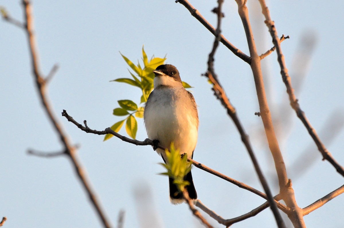 Eastern Kingbird - ML635656544