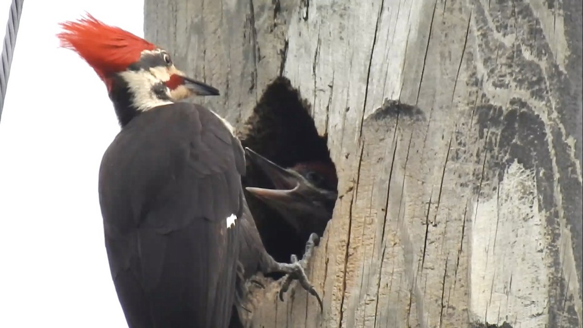 Pileated Woodpecker - ML635656547
