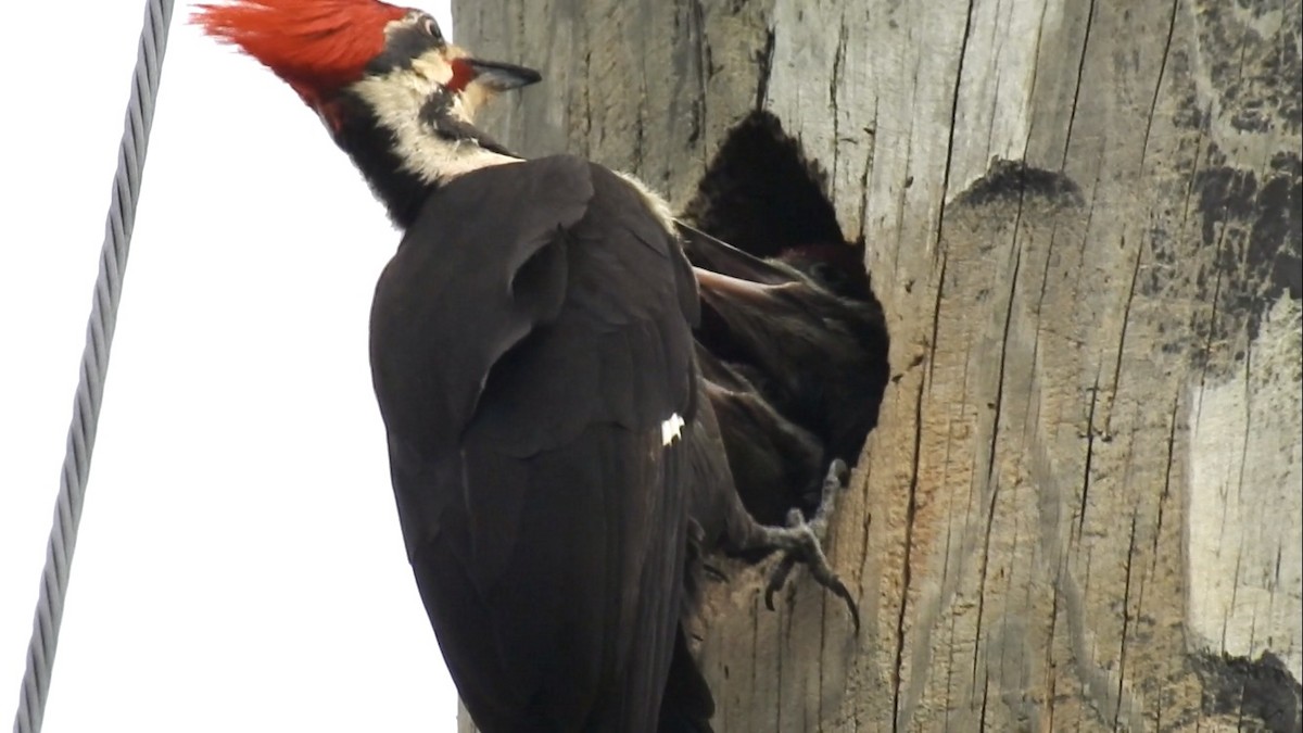 Pileated Woodpecker - ML635656548