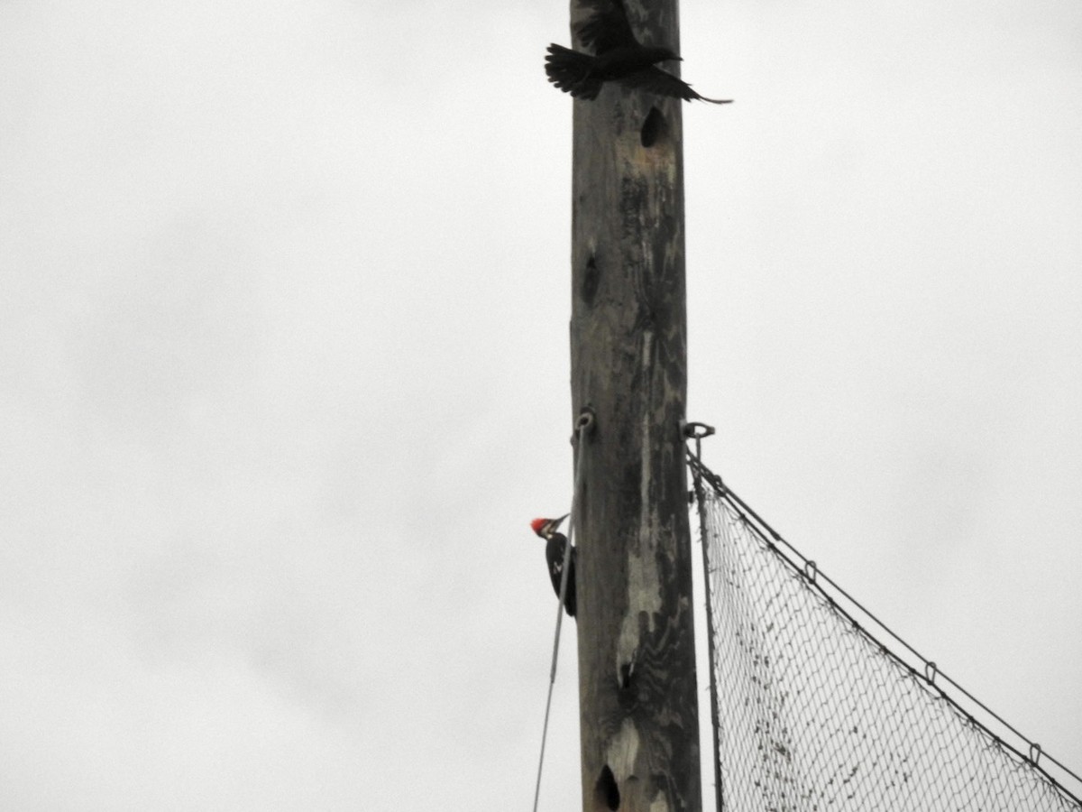Pileated Woodpecker - ML635656549