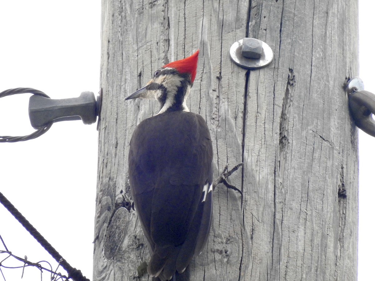 Pileated Woodpecker - ML635656550