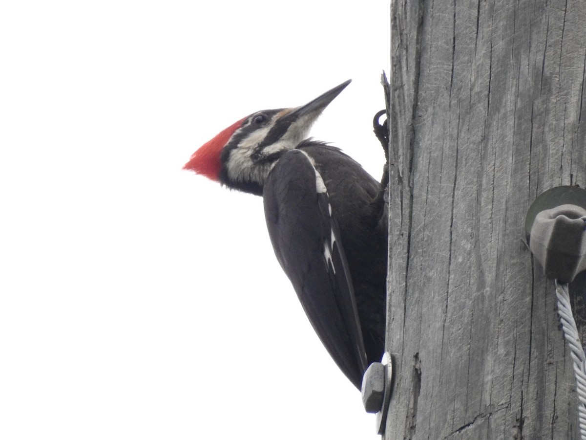 Pileated Woodpecker - ML635656551