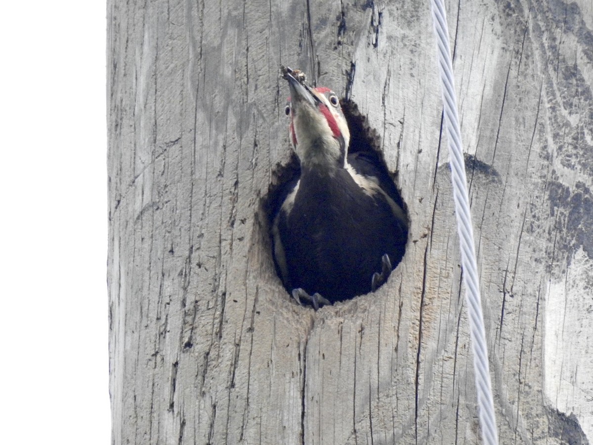 Pileated Woodpecker - ML635656552