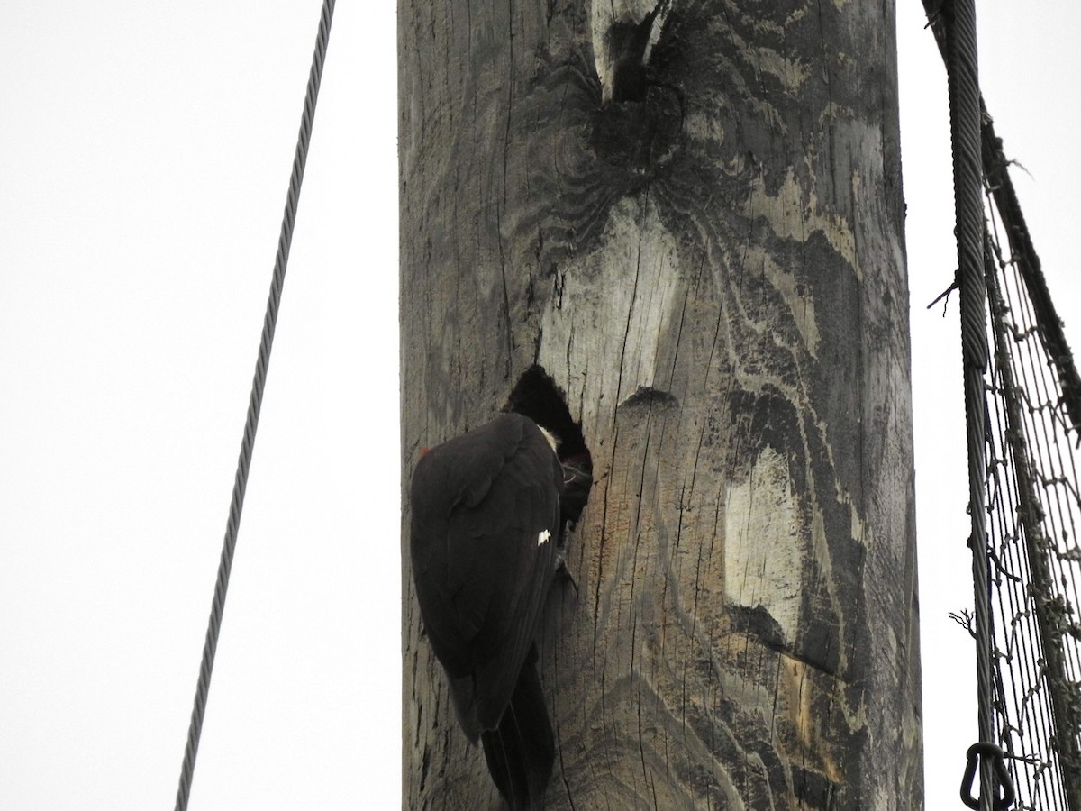 Pileated Woodpecker - ML635656553