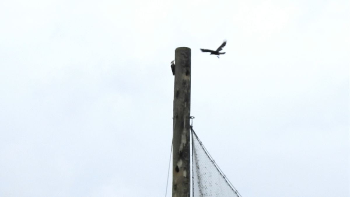 Pileated Woodpecker - ML635656554