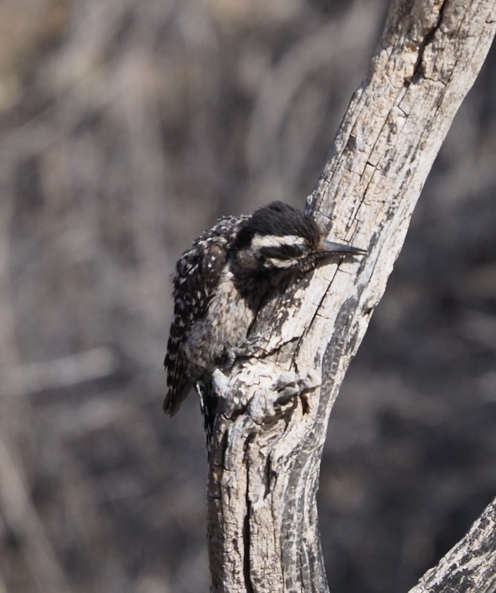 Texasspecht - ML635656559