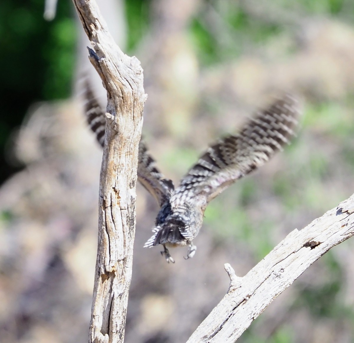 Texasspecht - ML635656560