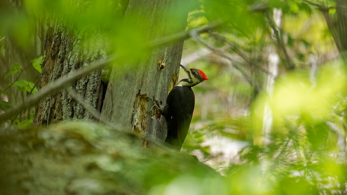 Pileated Woodpecker - ML635656571