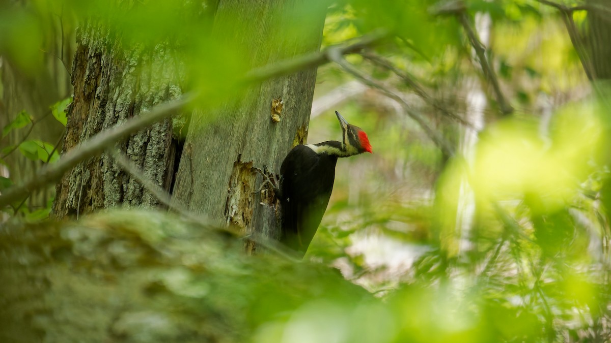 Pileated Woodpecker - ML635656572