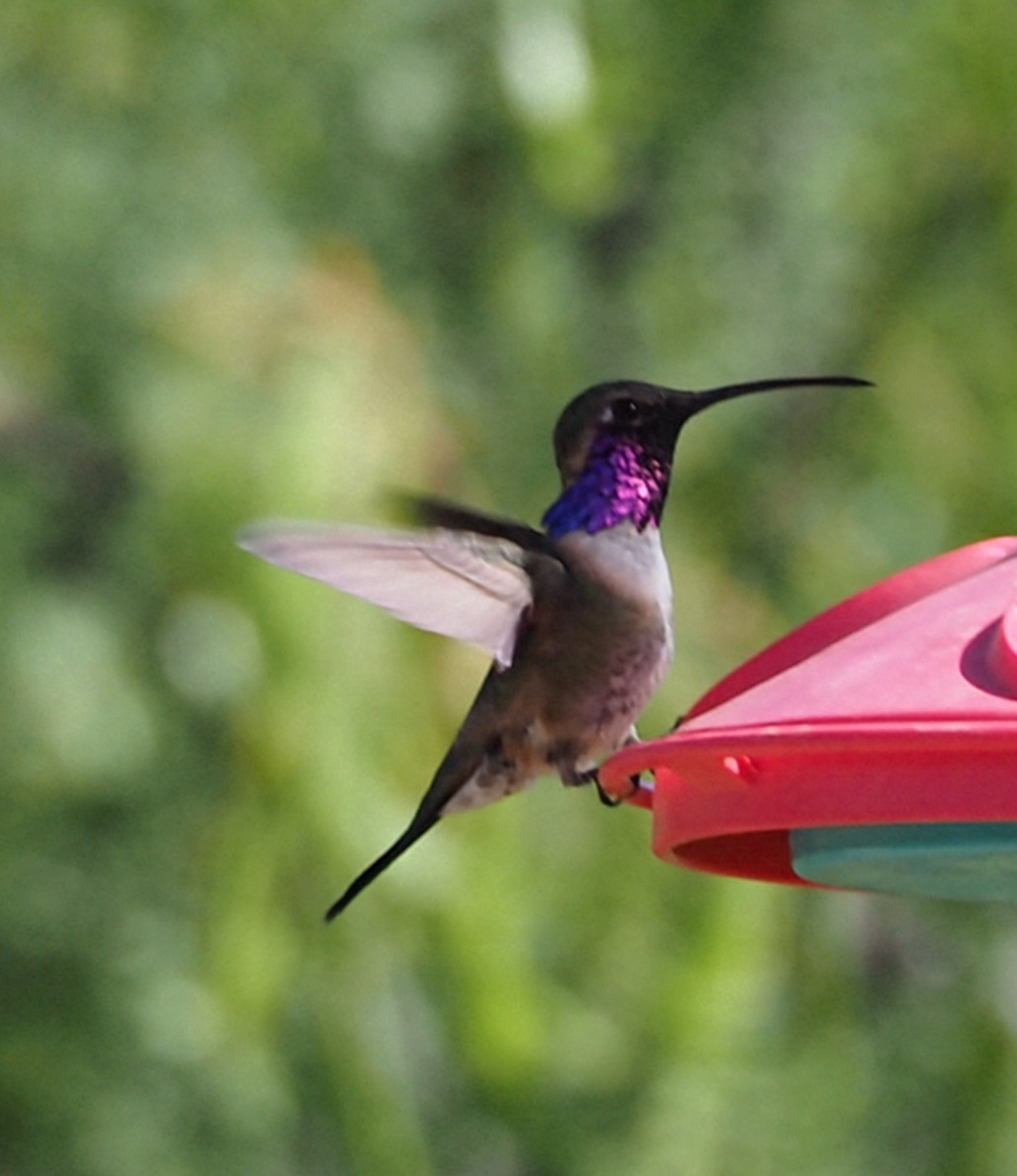 Luzifersternkolibri - ML635656594