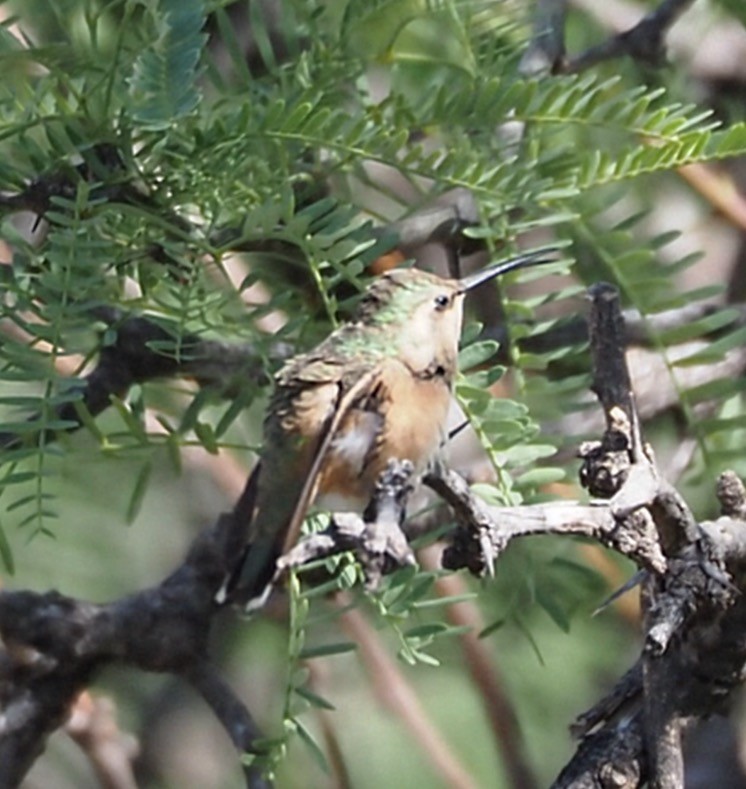Luzifersternkolibri - ML635656595