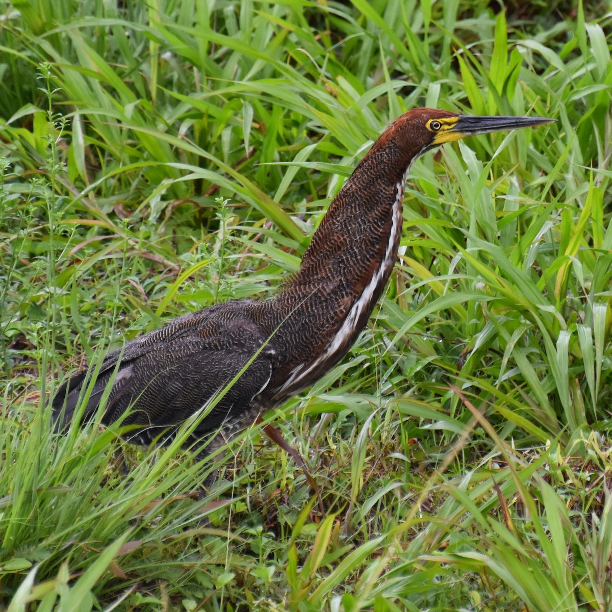 Rufescent Tiger-Heron - ML635656628