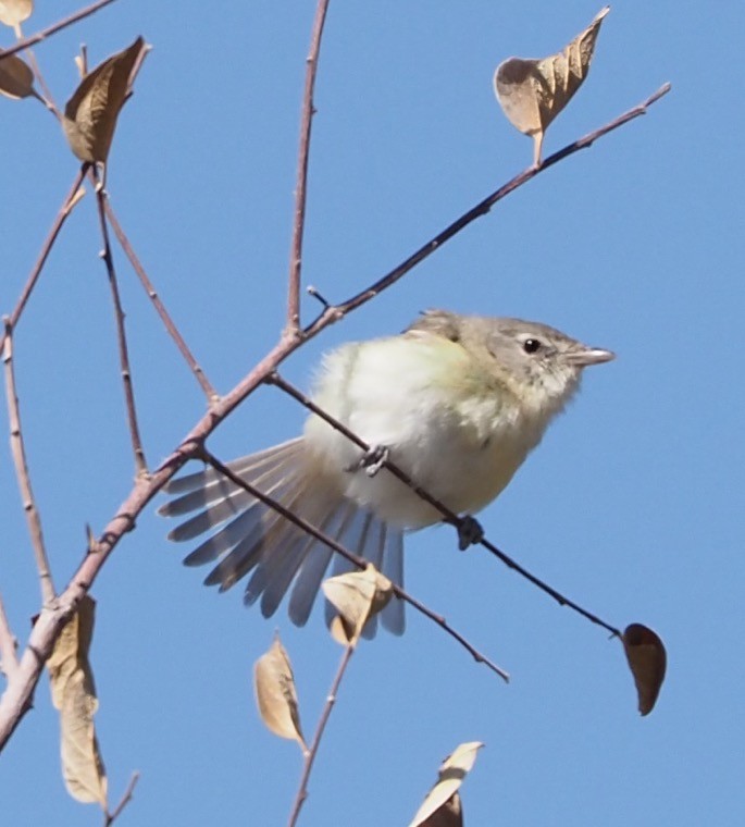 Braunaugenvireo - ML635656662