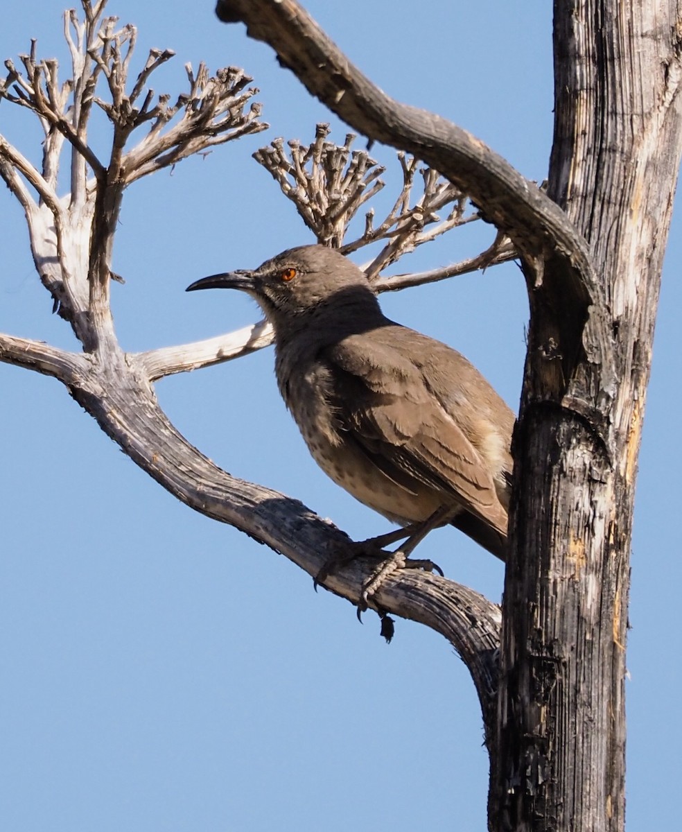 Krummschnabel-Spottdrossel - ML635656683