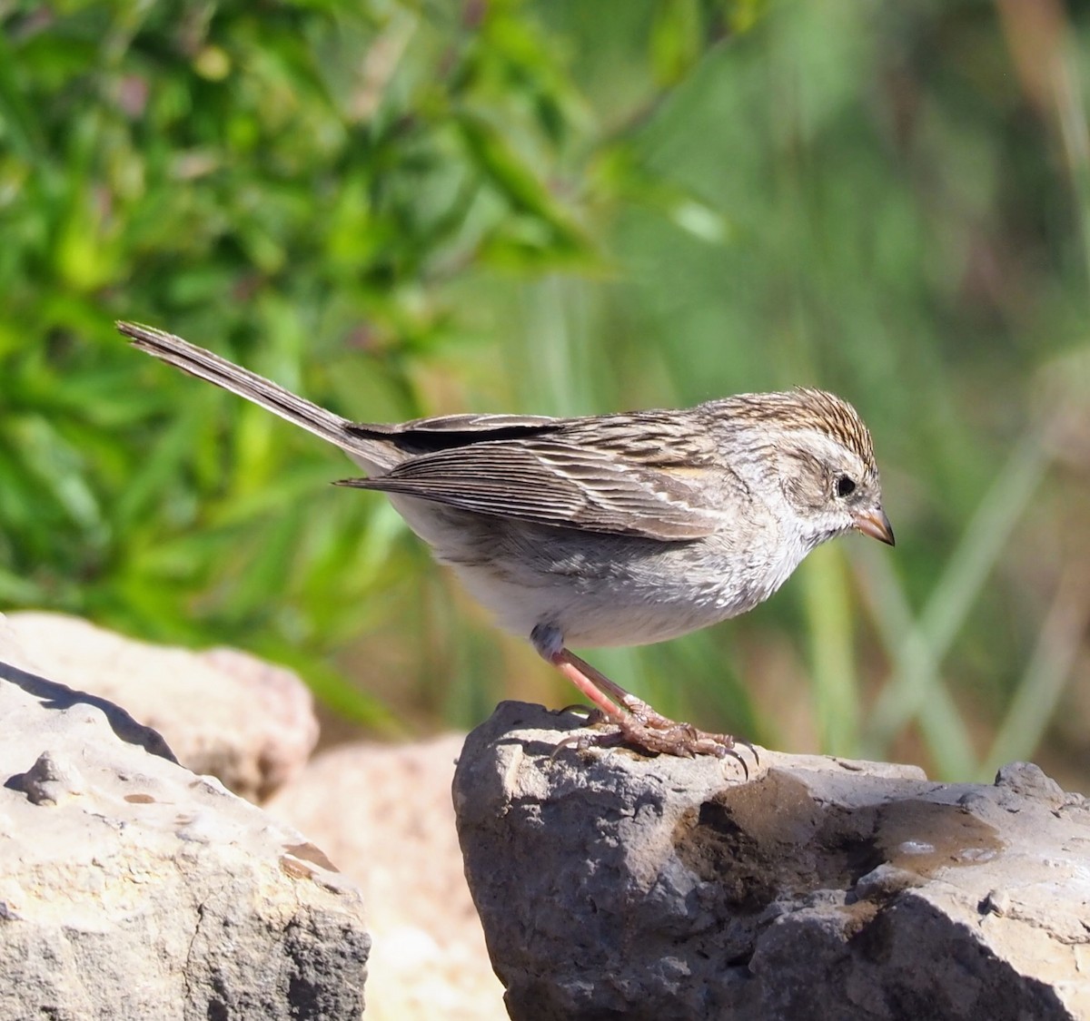 Brewer's Sparrow - ML635656695