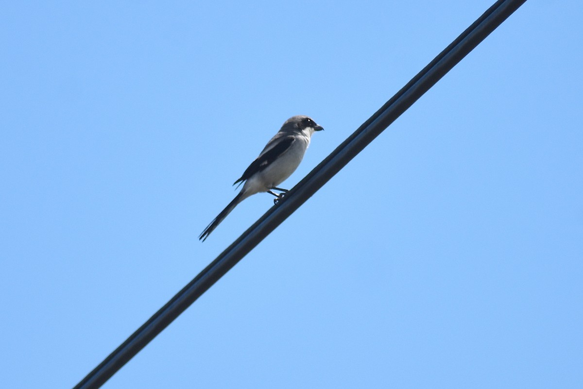 Loggerhead Shrike - ML635656697