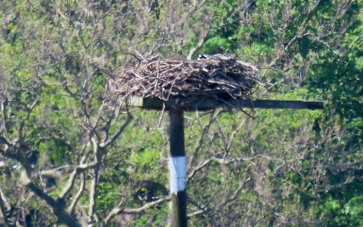Osprey - ML635656698