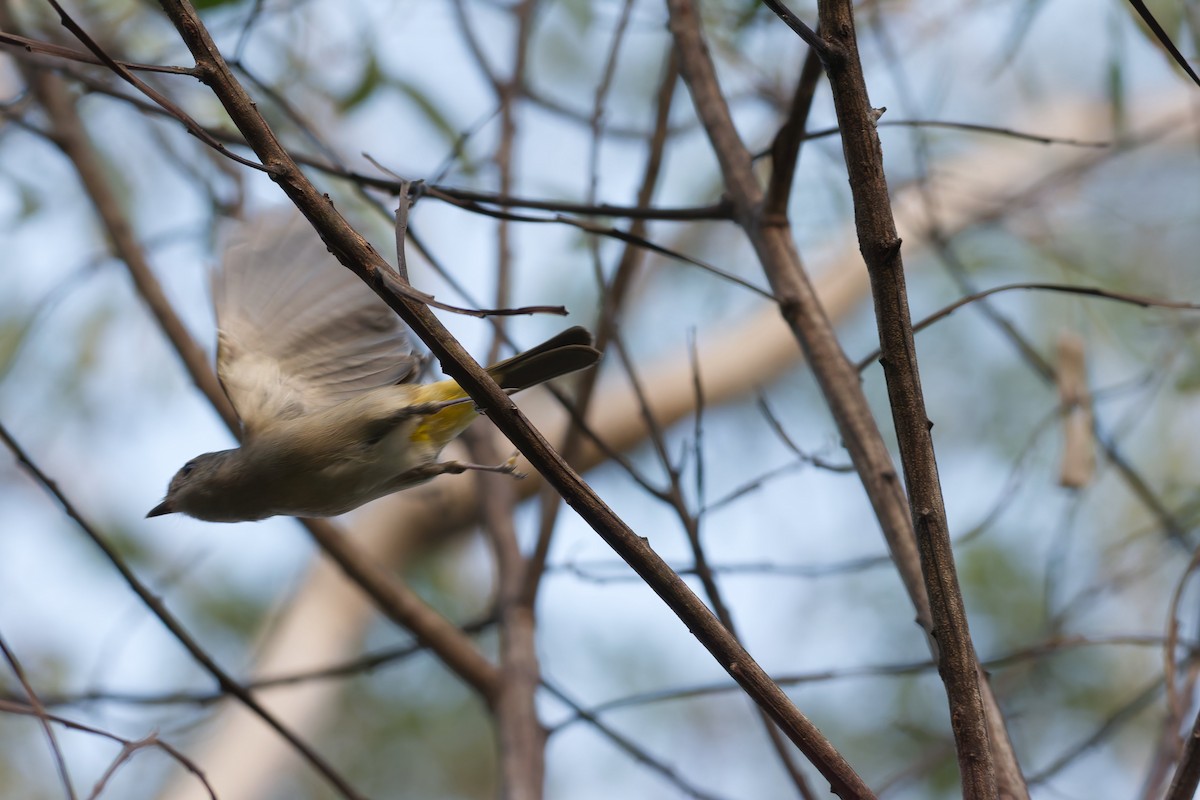 Golden Whistler - ML635656700