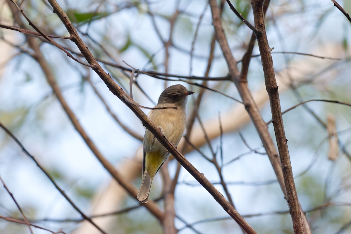 Golden Whistler - ML635656701