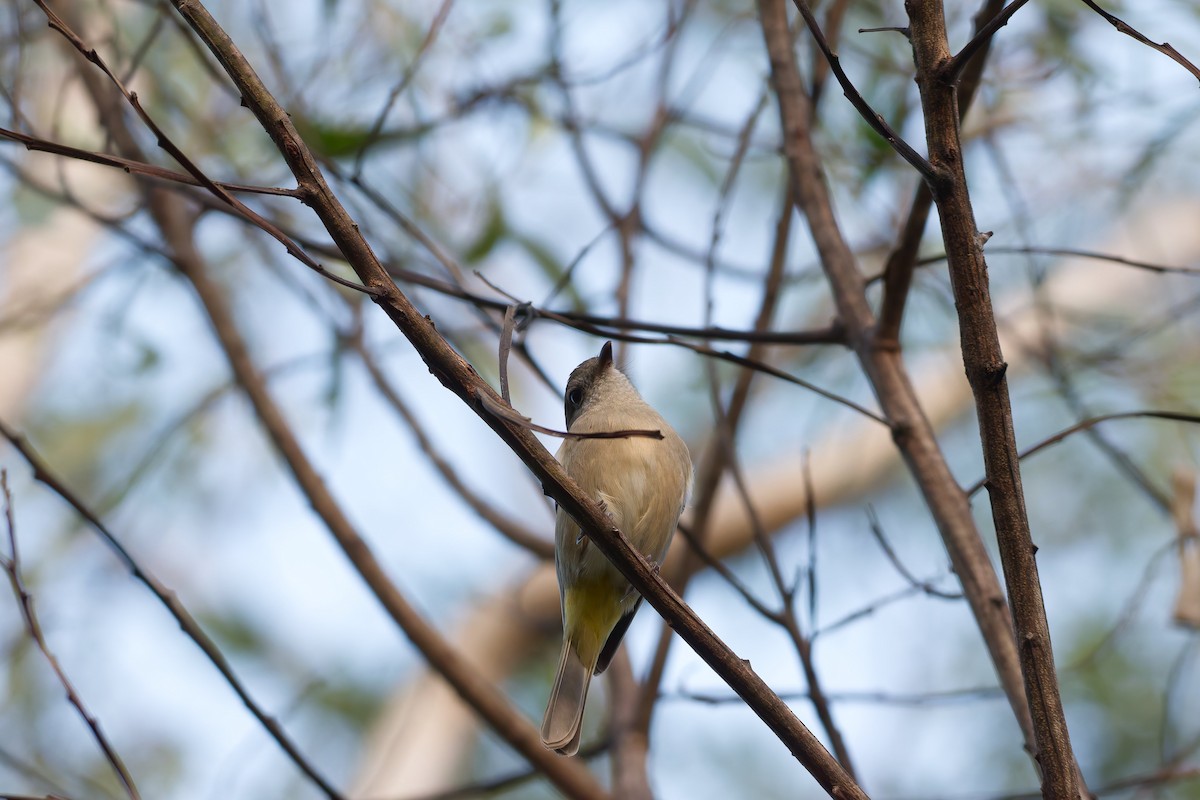 Golden Whistler - ML635656702