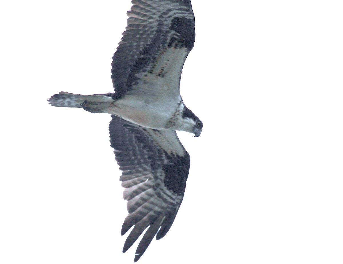 Osprey - ML635656703