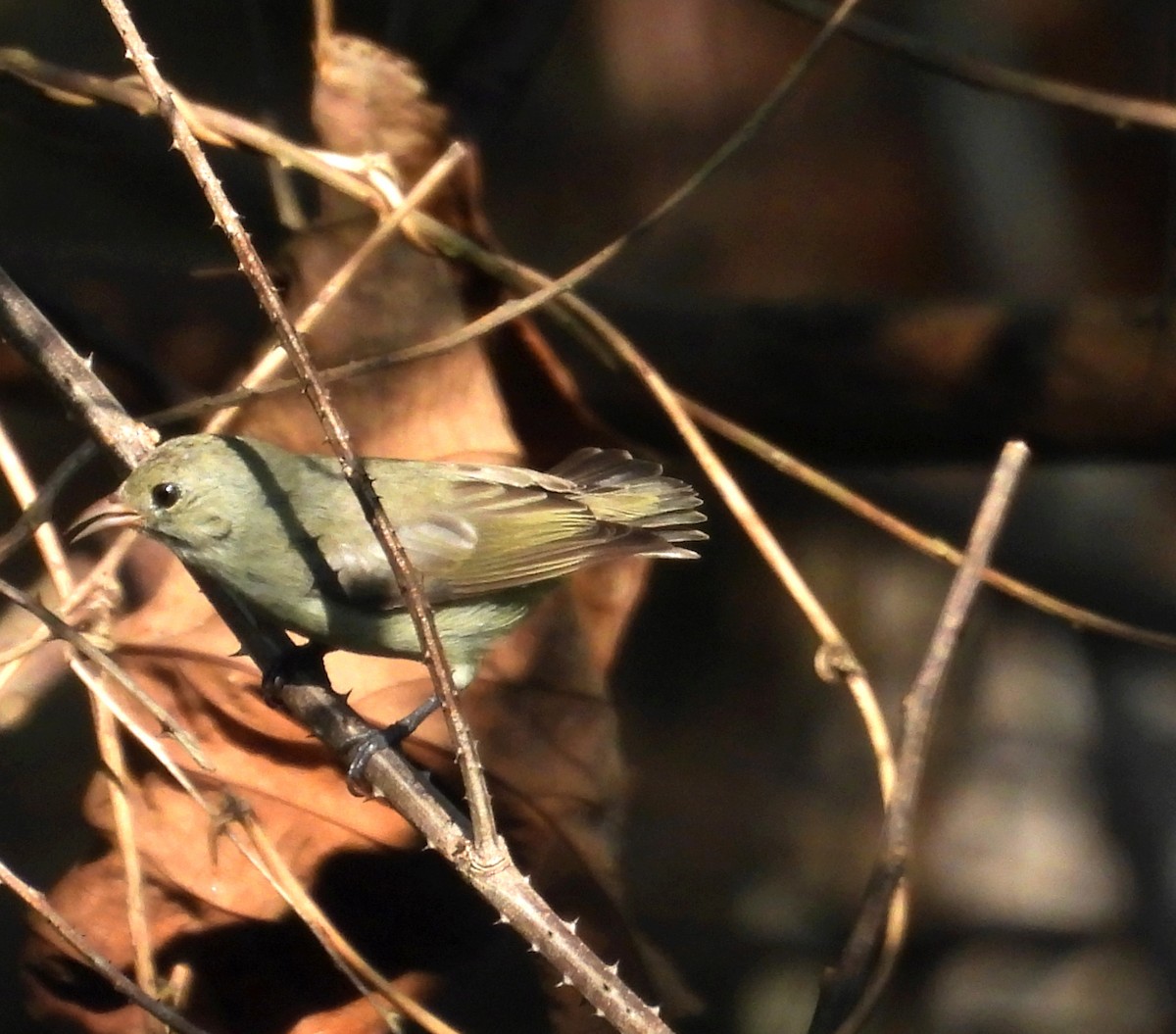 Pale-billed Flowerpecker - ML635656704