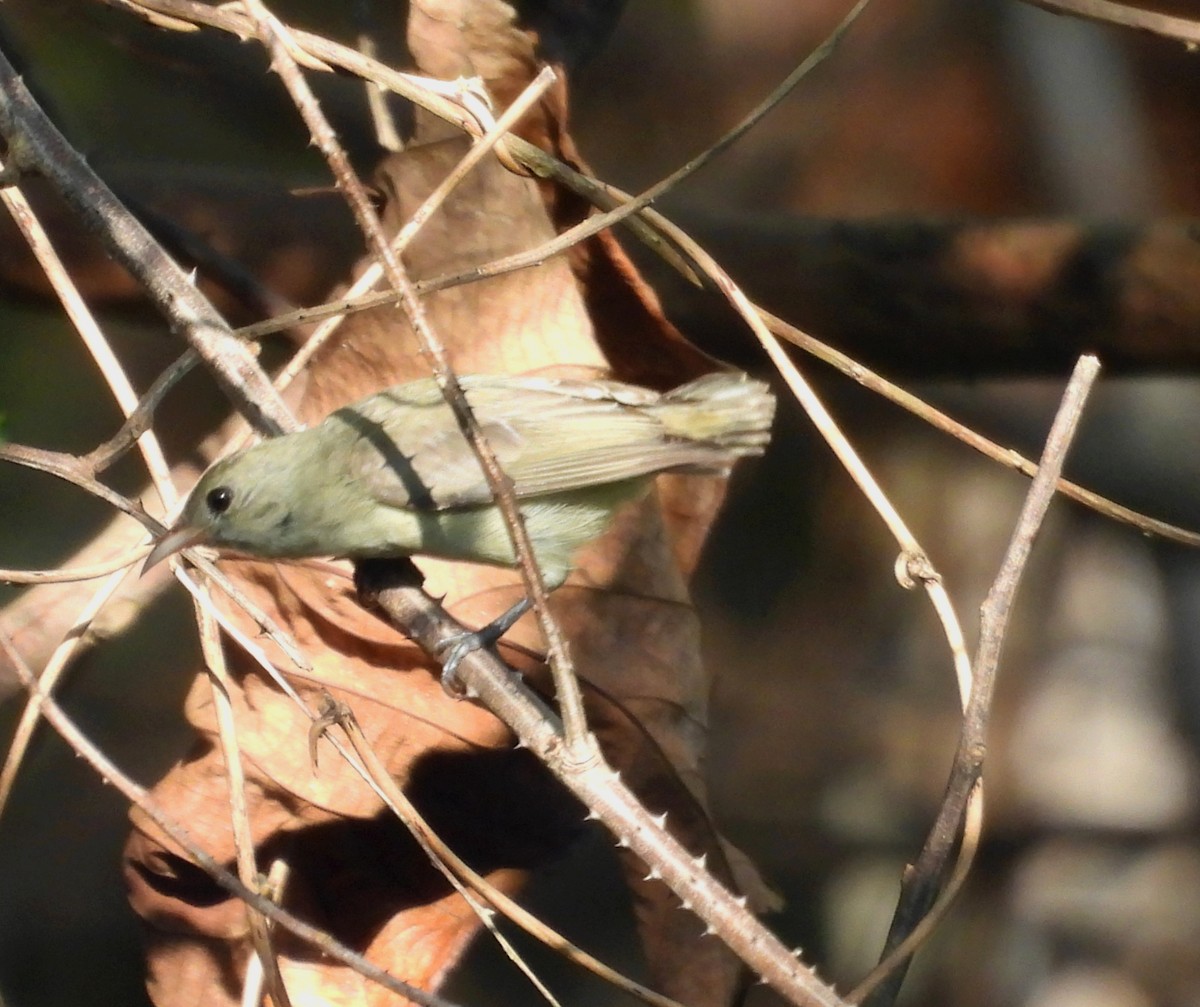 Pale-billed Flowerpecker - ML635656705