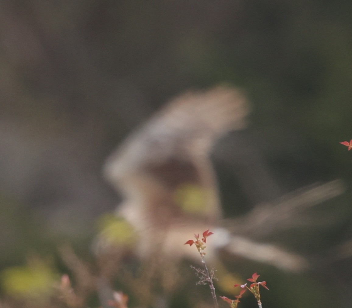 Northern Harrier - ML635656707