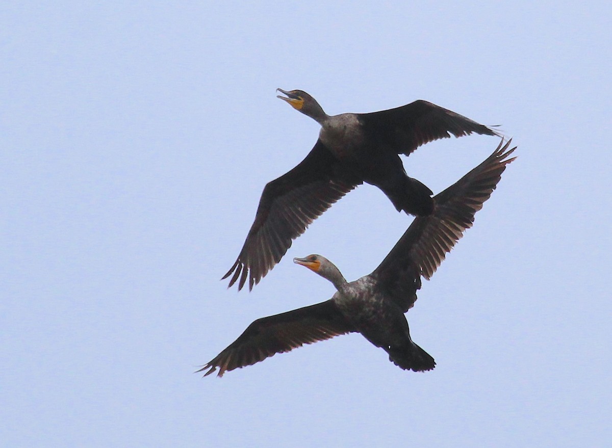 Double-crested Cormorant - ML635656709