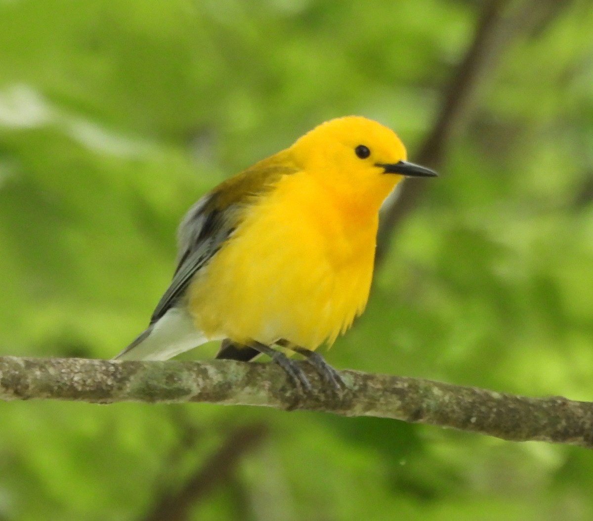 Prothonotary Warbler - ML635656710