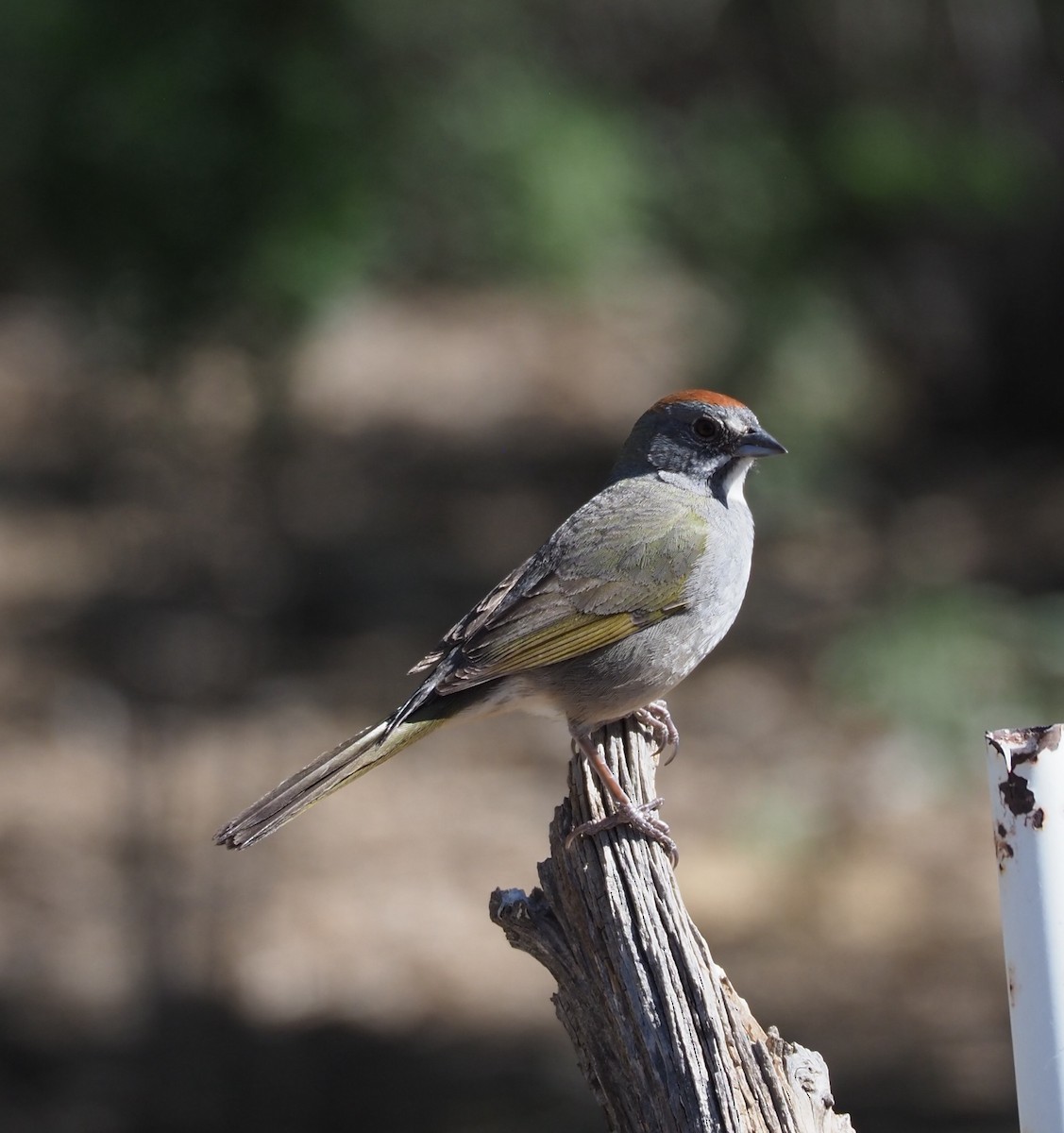 Grünschwanz-Grundammer - ML635656711